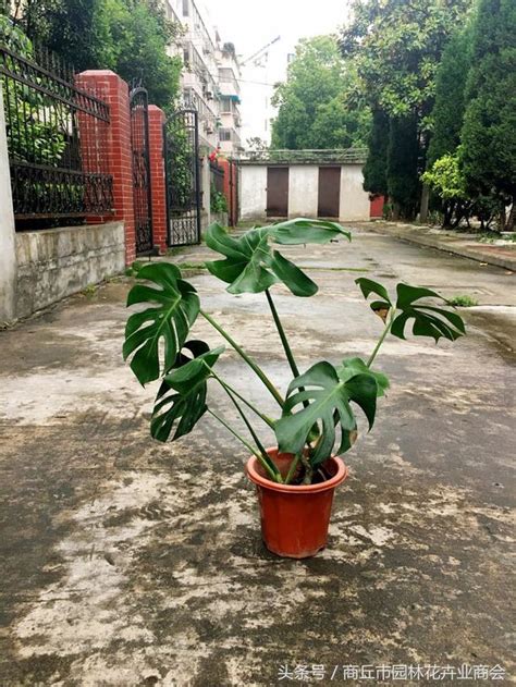 龜背竹臥室風水|龜背竹風水：從風水上來講，龜背竹該放在什麼位置？。